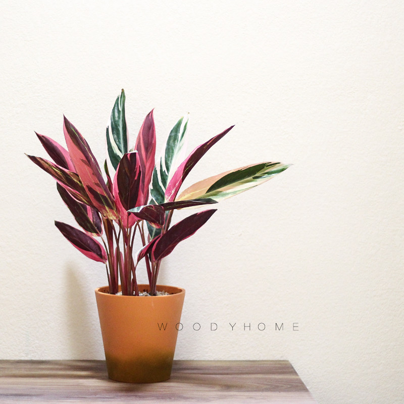 水彩画本木庐舍七彩彩竹竹芋叶片似水粉白相间绿植