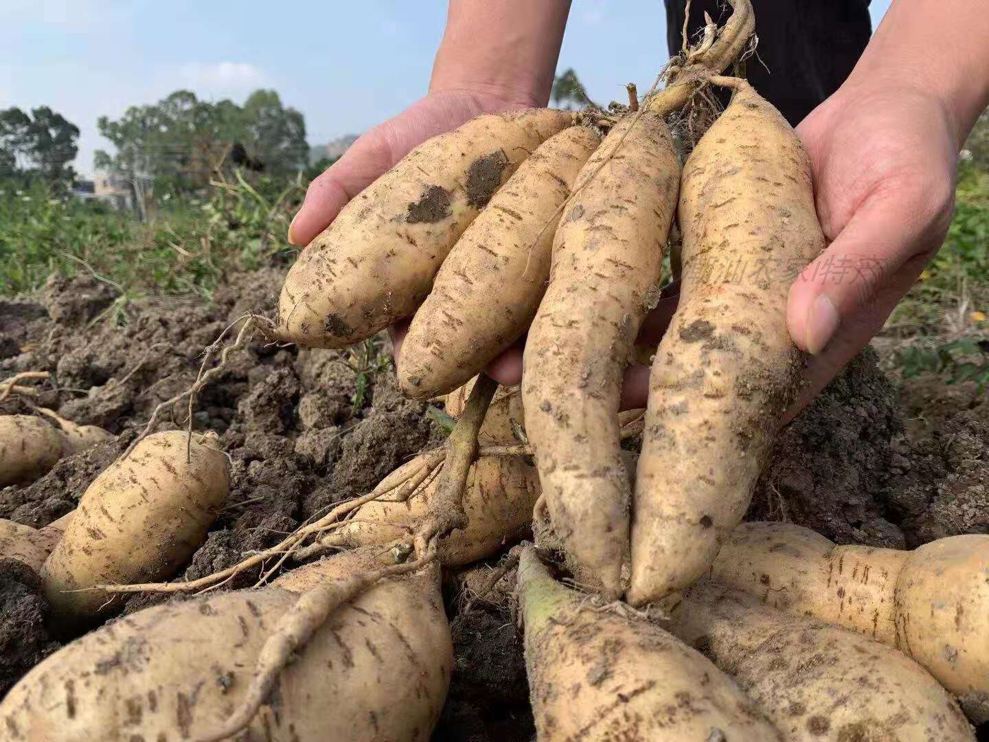 潮州5斤番薯地瓜白地瓜广东红薯皮黄农家白皮黄番薯