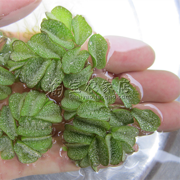 兔耳浮萍水草室内室外美观趣味鱼缸装饰水生水草
