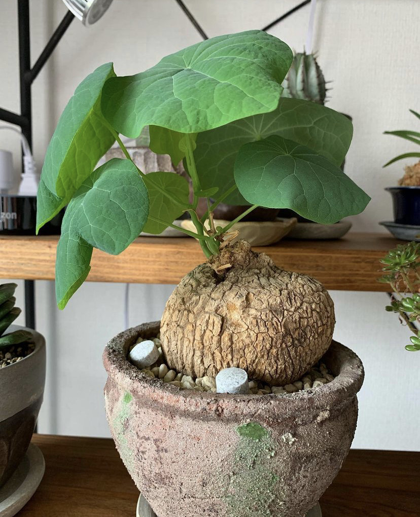 招财龟绿藤山乌龟金不换盆景景云多肉办公室小盆绿植