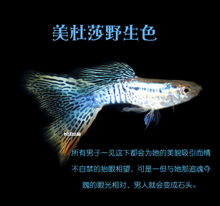 美杜莎孔雀鱼黄蕾丝纹路之王精品活体观赏鱼热带鱼鱼