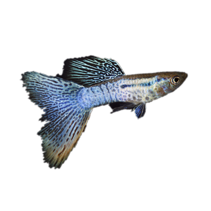 美杜莎孔雀鱼黄蕾丝纹路之王精品活体观赏鱼热带鱼鱼