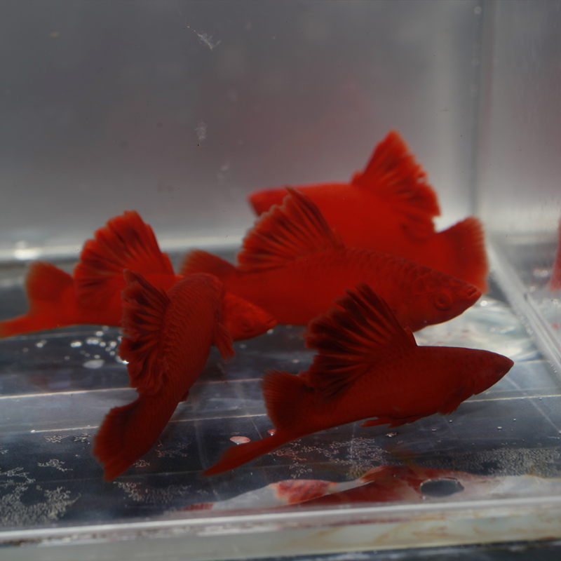 热带鱼高鳍菊花帆红箭鱼剑鱼狼牙高旗观赏鱼活体鱼