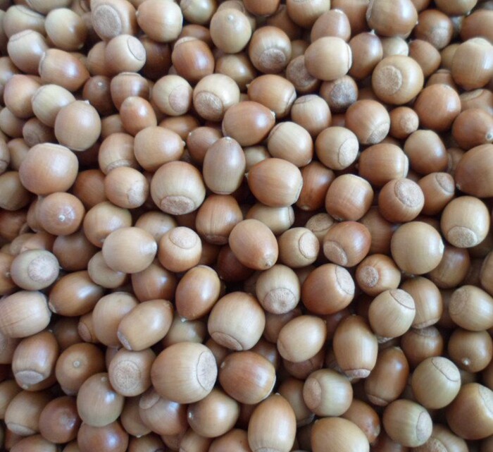 天然橡果植物不能食用野生橡子果子果实浆果干花