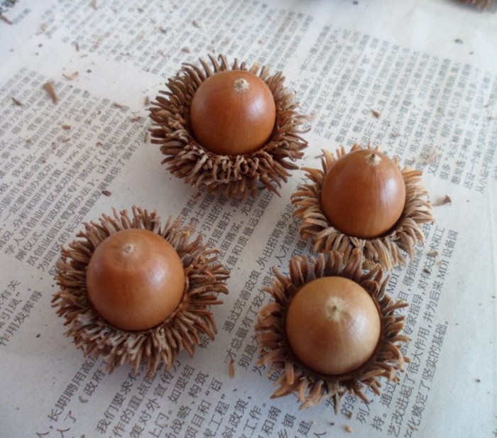 天然橡果植物不能食用野生橡子果子果实浆果干花