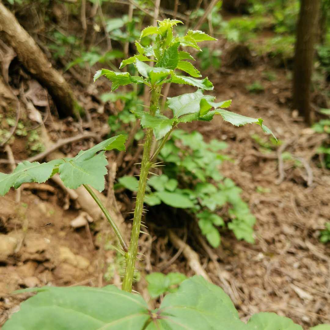 甘肃农村深山特产爪子苔刺五加冷冻当季蔬菜叶菜类