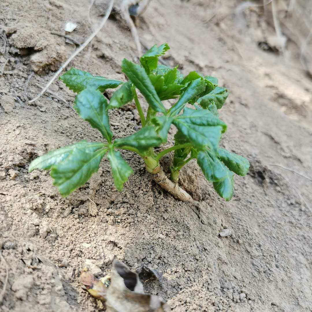 甘肃农村深山特产爪子苔刺五加冷冻当季蔬菜其它