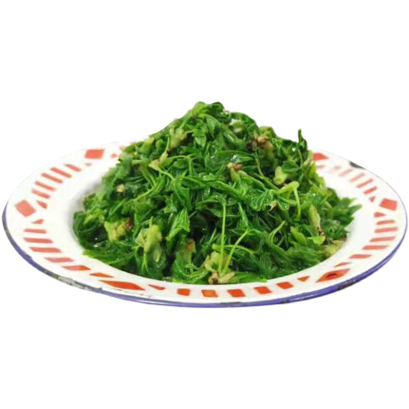 甘肃下饭拌菜凉拌五加菜刺五叶五撮特产五月其它