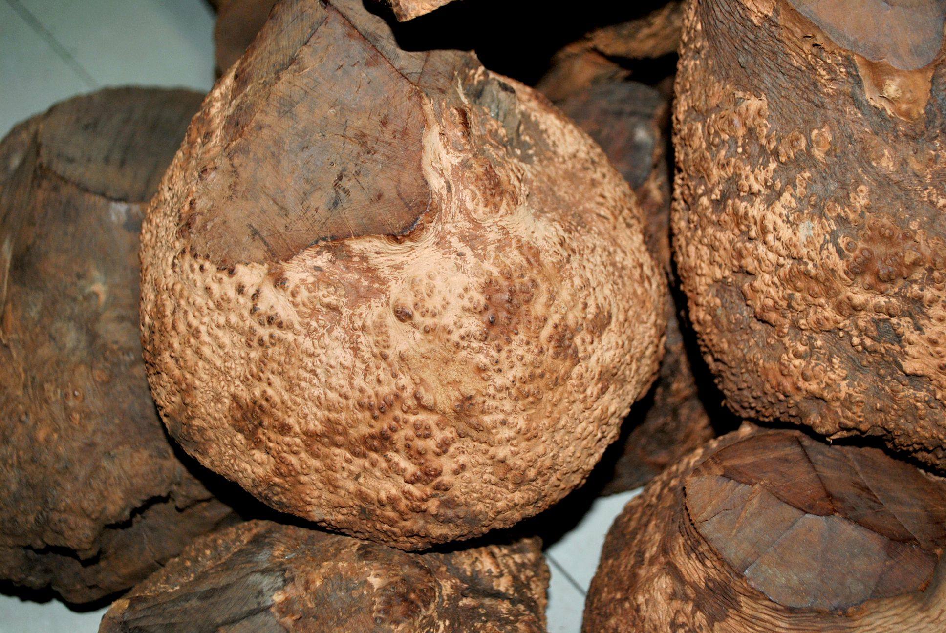 烟斗石楠木楠木木料石楠根瘤diy半成品烟斗