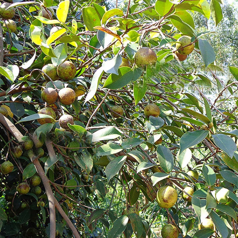 广西农家泡水茶籽芯老茶果手工茶精精选果茶特色产区红茶