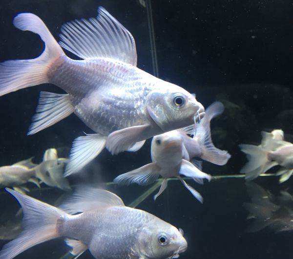 台湾纯种贵妃蝴蝶鲤球体短身长尾冷水淡水白金龙凤活体锦鲤观赏鱼