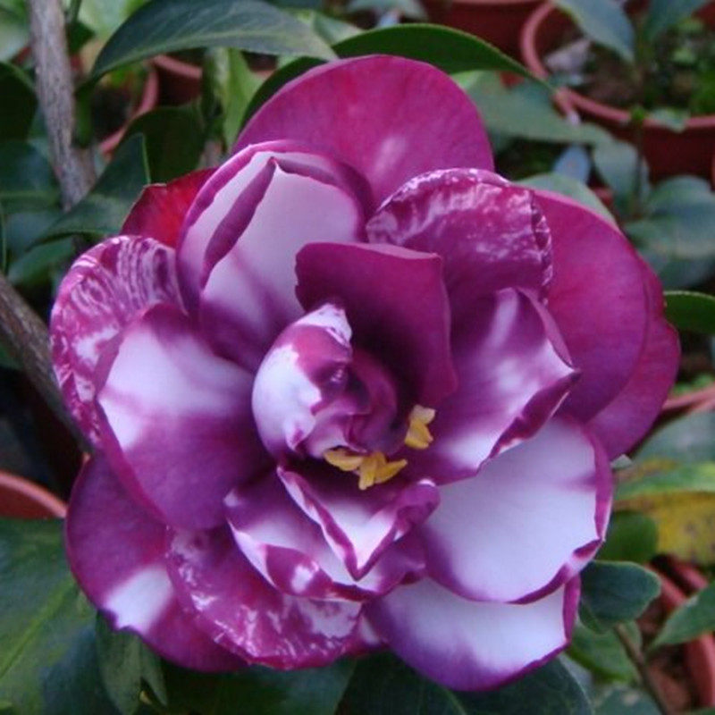 宝盒稀有紫红色多变中型观花盆栽花卉室内阳台时令草本花卉