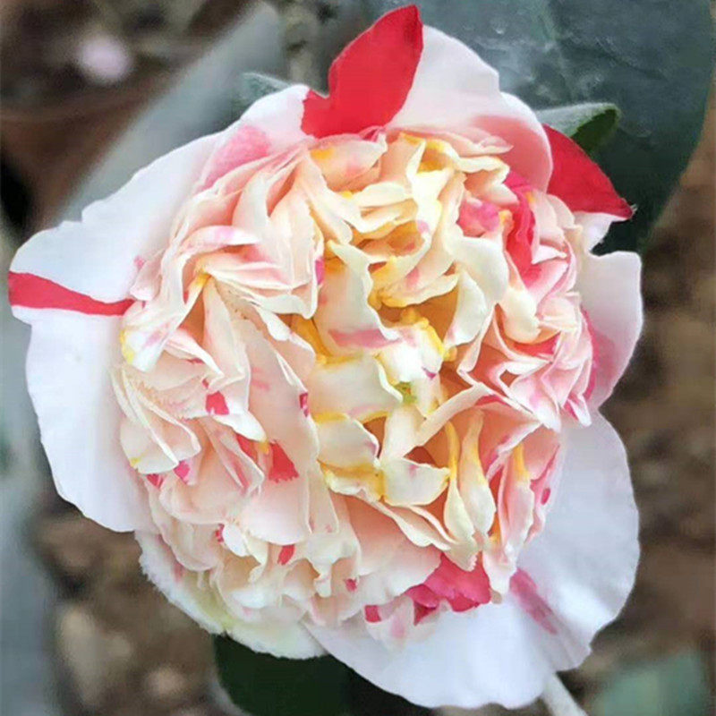 茶花洒金宝珠稀有国内品种盆栽花苞阳台室内时令草本花卉