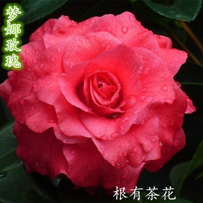 梦娜玫瑰嫁接两年盆栽茶花包邮时令草本花卉