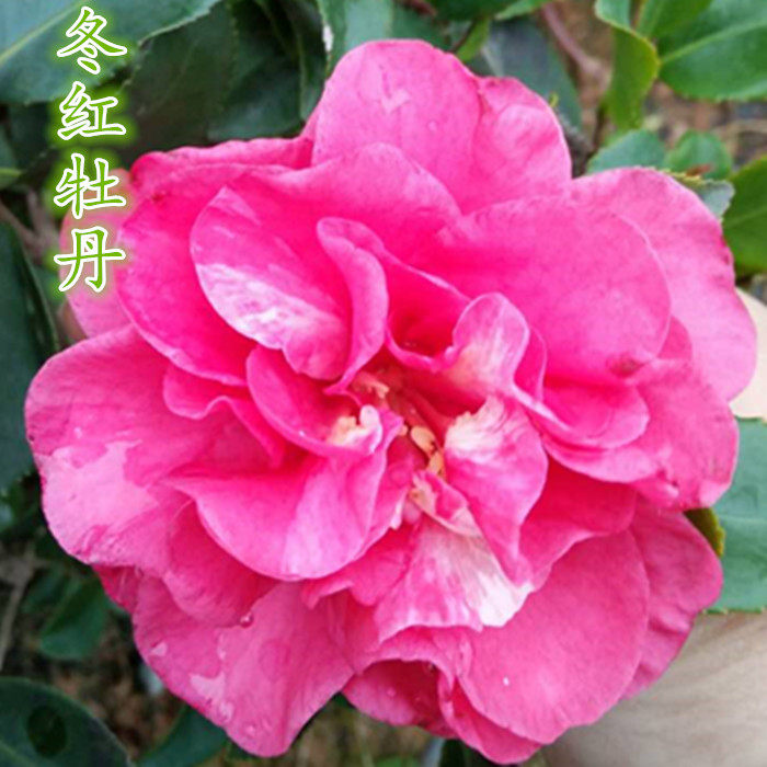 茶梅红牡丹丹玉五年盆栽基本都有花蕾时令草本花卉