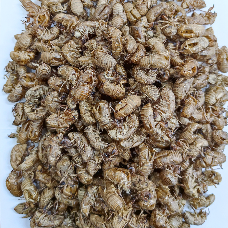 知了野生蝉蜕金蝉衣爬猴自采蝉壳秋百草中药材其他药食同源食品