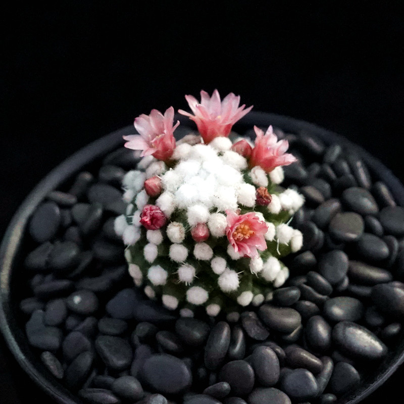 明日香姬圣诞树多肉仙人球软刺不扎手群生大花多肉植物