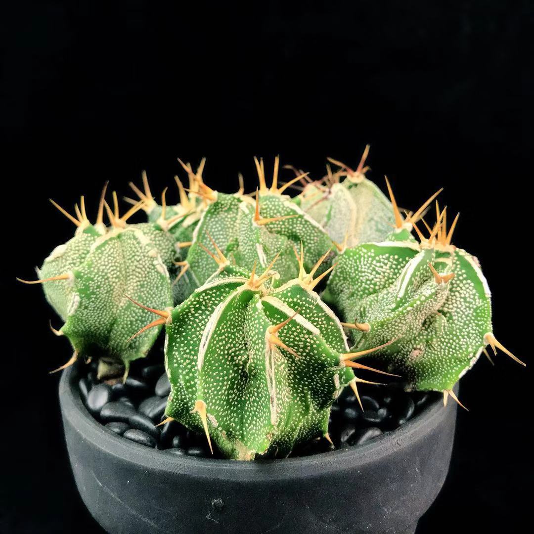 实生般若一物一拍奇特星球多肉植物仙人仙人掌多肉植物