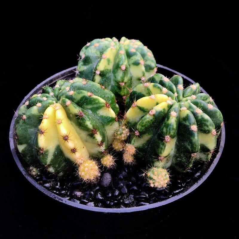 仙人大豪丸锦球多植物一物一拍侧芽自根稀有多肉植物