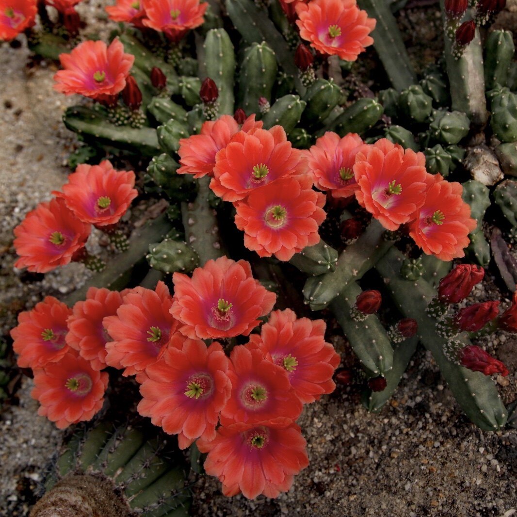桃太郎花丽美花群生一物一拍鹿角柱属开花仙人多肉植物