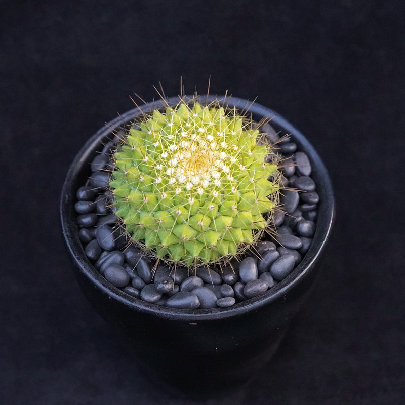 金洋丸实生仙人一物一拍乳突球属黄绿色多肉植物