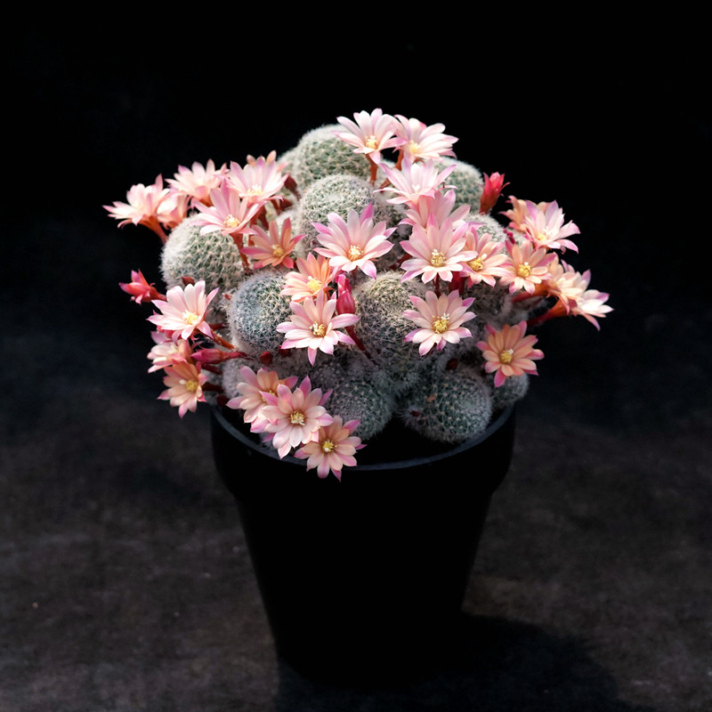 粉蝶 金蝶 杏蝶 银蝶丸宝山仙人球美花丽花艾斯美拉达沟宝山属