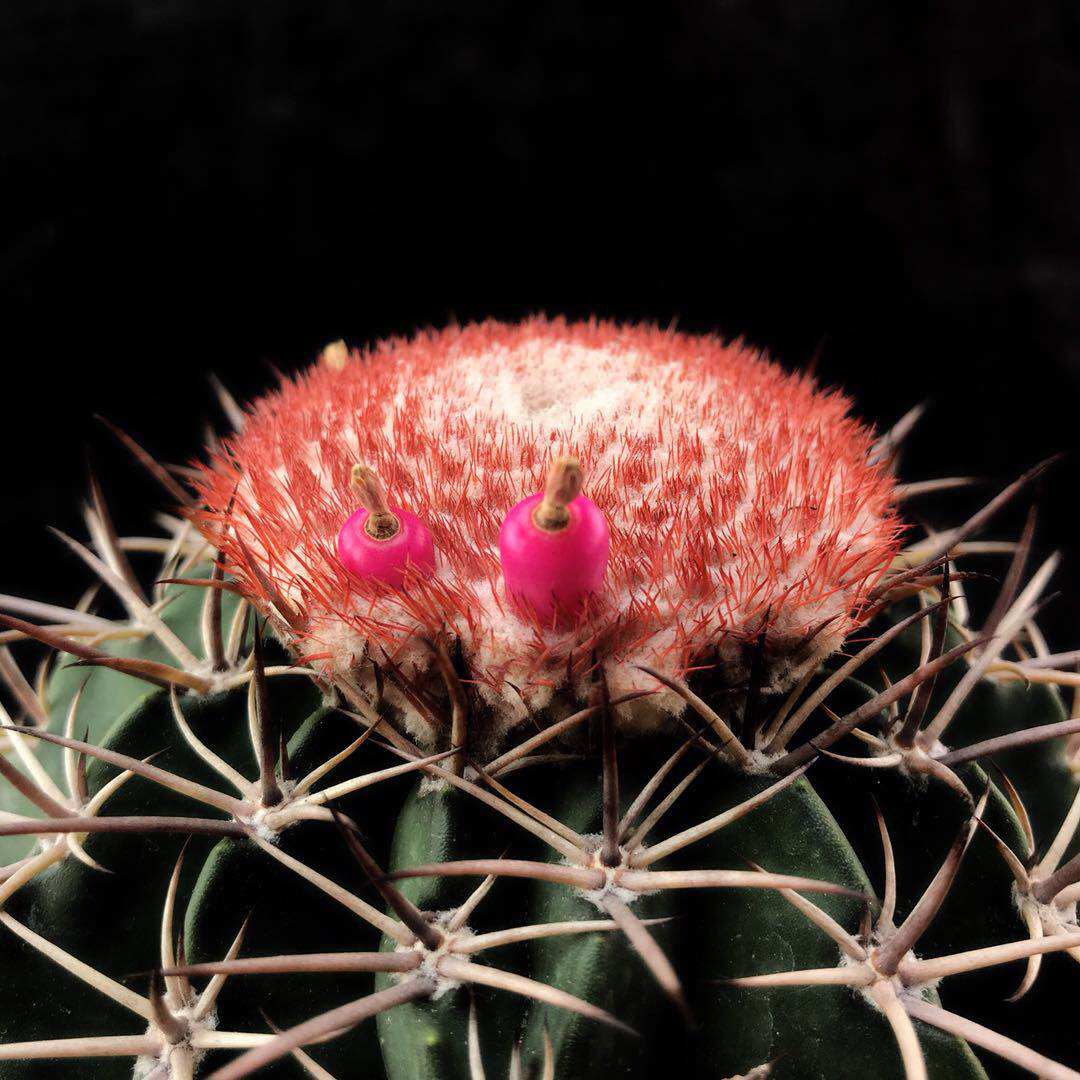 层云魔云实生仙人花座球属碧云多肉植物一物多肉植物