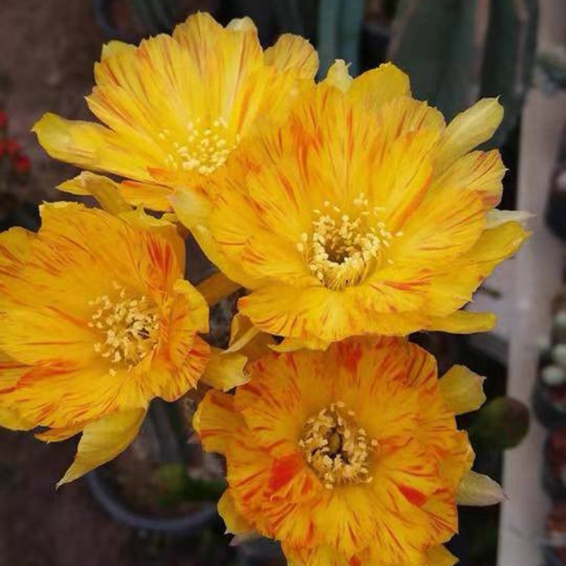 黄羽美花大花斑点开花仙人球丽花球属多植物多肉植物