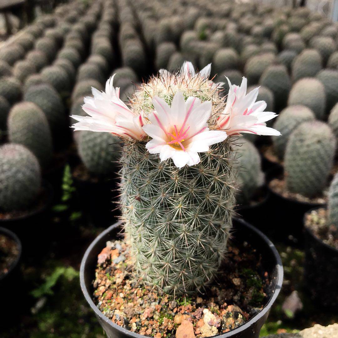 白天丸乳突属多肉植物实生仙人一物一拍稀有多肉植物