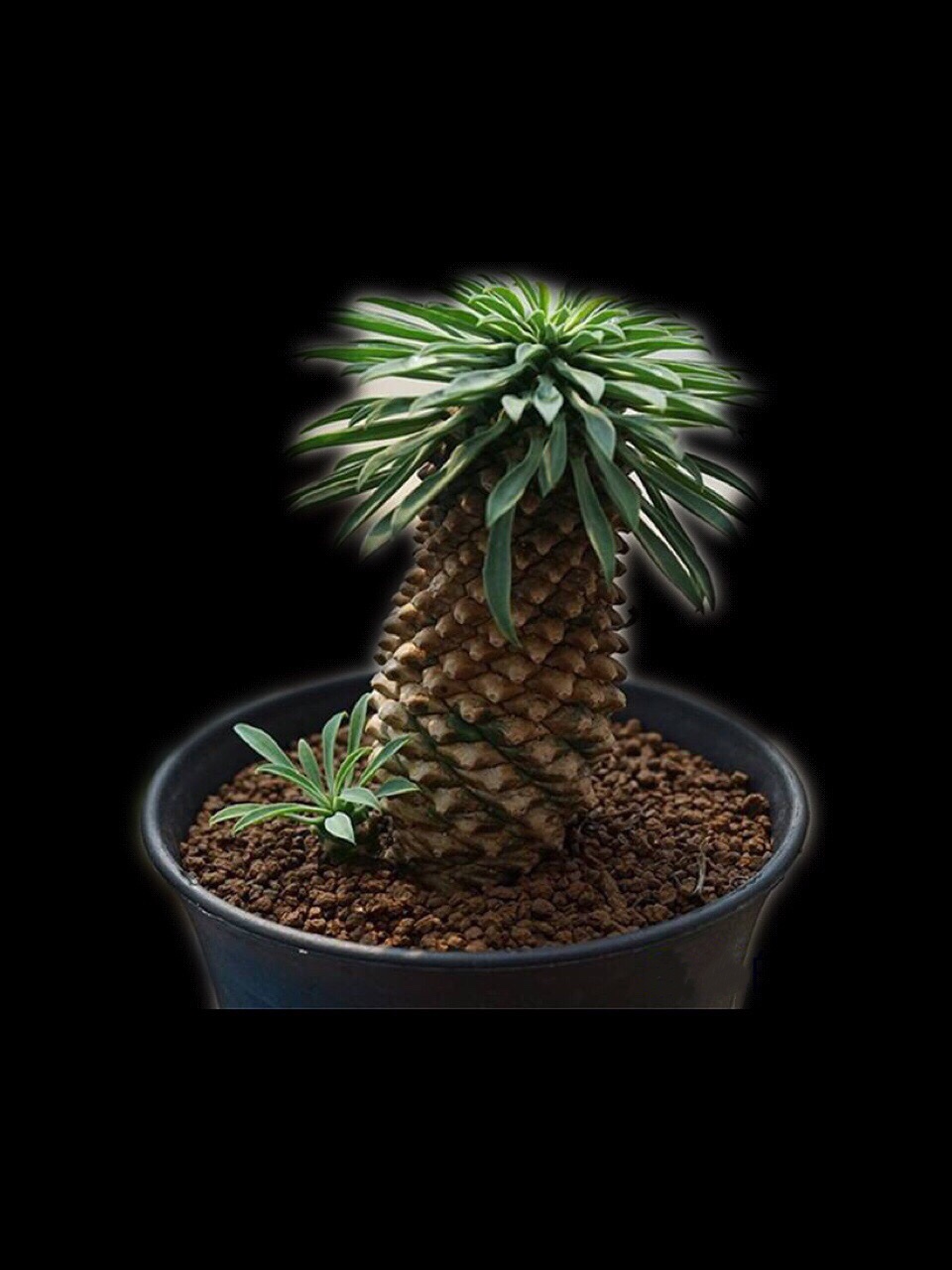 铁甲麒麟群生一物一拍峨眉峨眉山山大戟科块根多肉植物