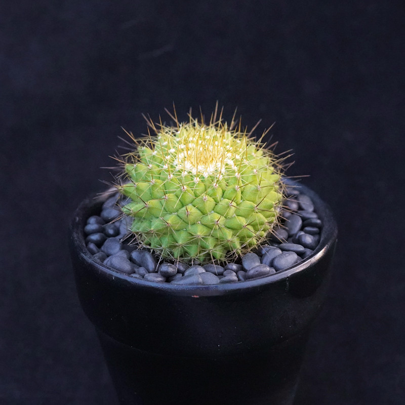 金洋丸实生仙人一物一拍乳突球属黄绿色多肉植物