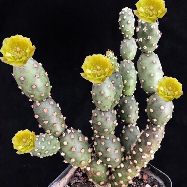 开花朝日团扇仙人美花仙人掌迷你迷你品品种一物多肉植物