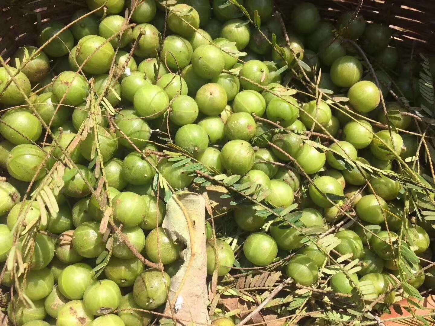 云南野生滇橄榄干果脯150g休闲零食品清凉解渴回甘甜买5送一包邮