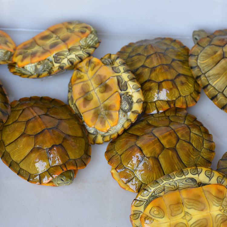 活物小乌龟活体长寿龟宠物巴西炫彩观赏镇招财小宠龟