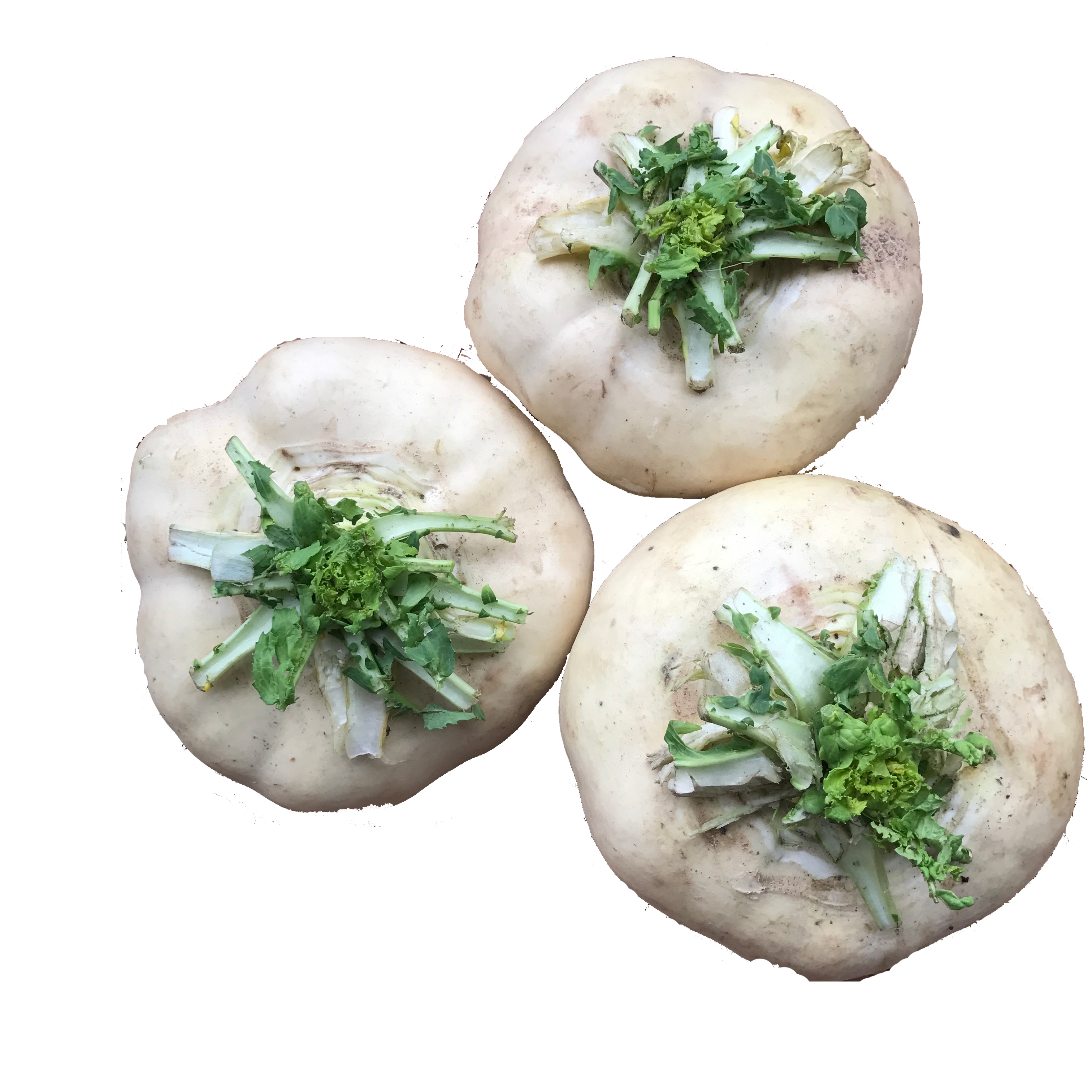 温州盘菜新鲜特产农家盘菜头萝卜大头菜现摘现发萝卜