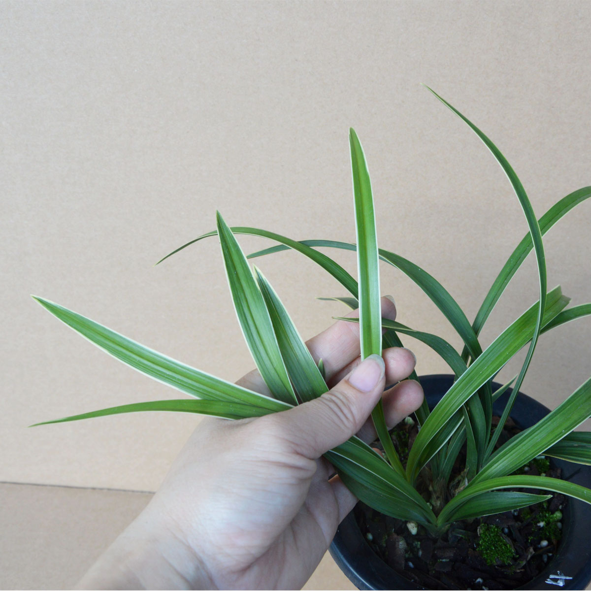 金边矮种盆栽绿植室内兰花香型浓香富贵大富时令草本花卉