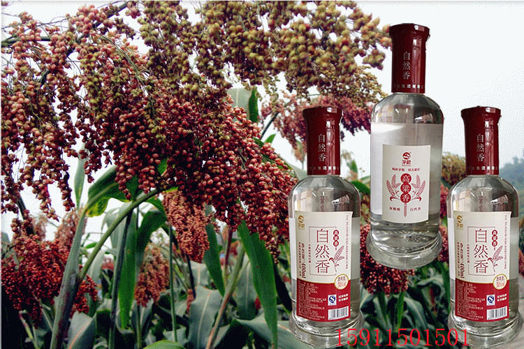 云南特产茅粮自然高粱小曲清香香型400mlx6瓶包其他酒类