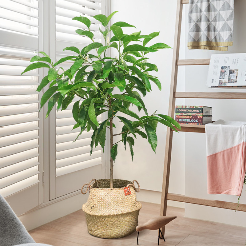 爱优优尚白兰花盆栽花卉白玉兰玉兰花树老桩室内阳台花卉