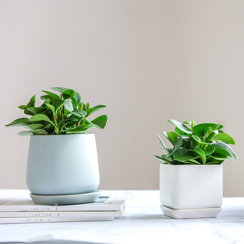 小型迷你植物办公室办公办公桌桌面卧室净化空气绿植绿植
