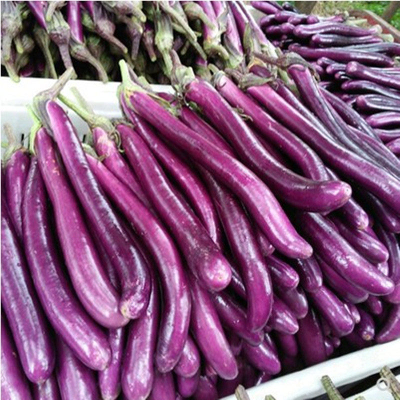 台湾先锋基地线茄华龙红茄长生韩国农友1号家庭园艺种子