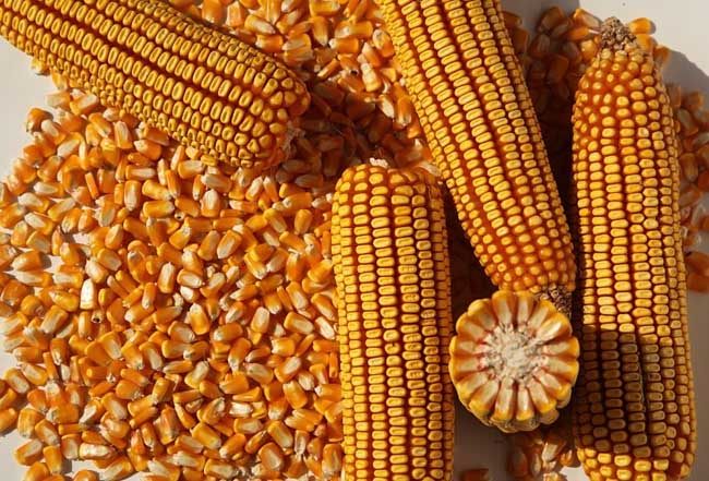 先玉335先锋 国审杂交玉米种子高产 大穗抗倒 春夏播大田散装一斤