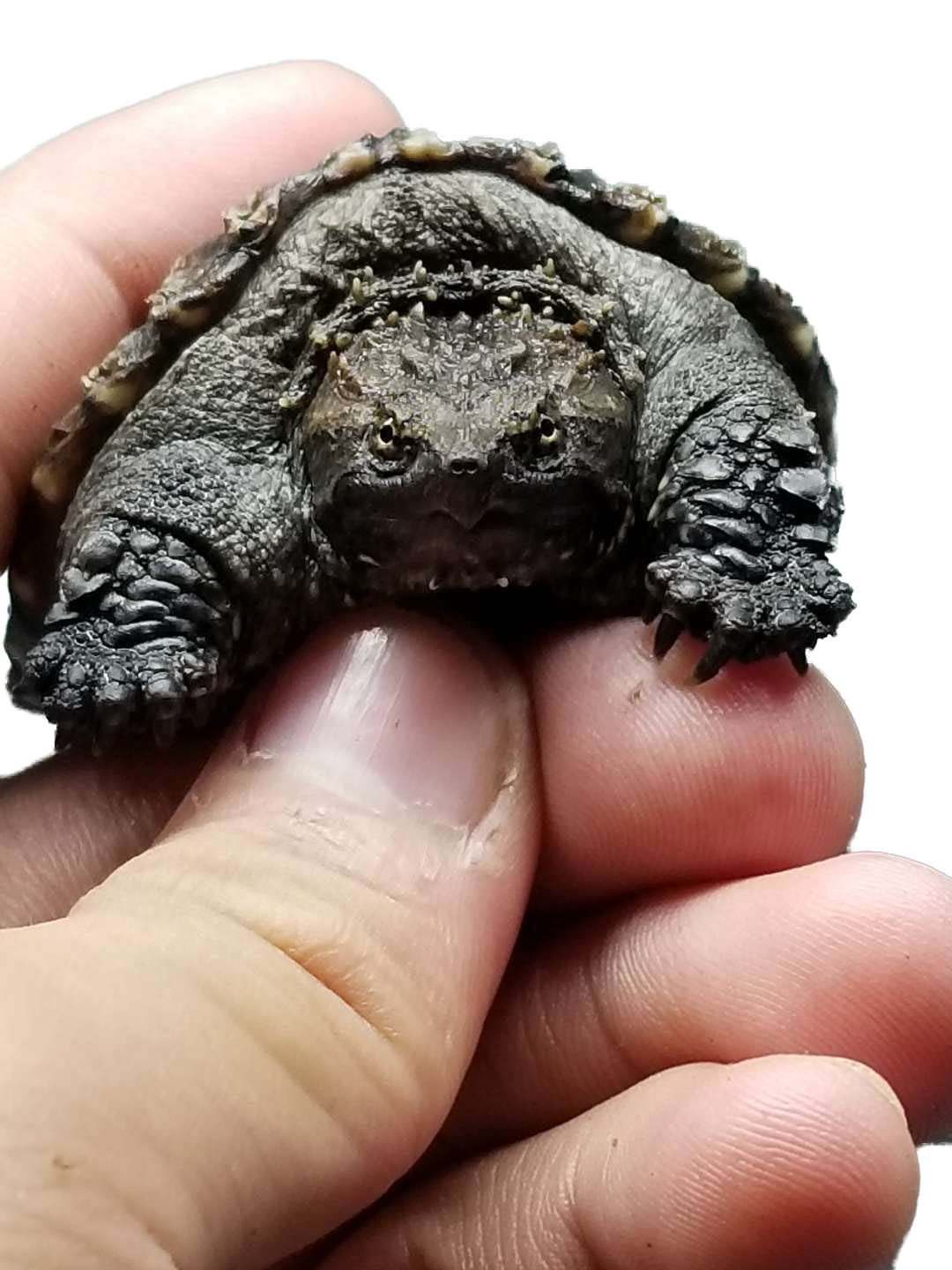 鳄龟龟苗原种纯佛大鳄龟爆鳄鱼小鳄龟佛观赏龟