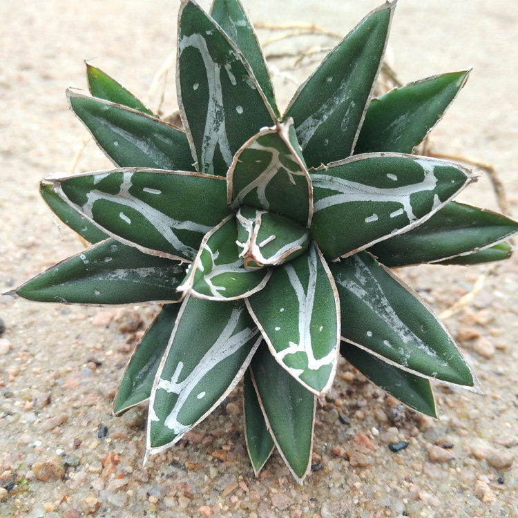 防辐射绿植龙舌兰植物夏种型室内客厅盆栽多肉包邮 世之雪/笹之雪