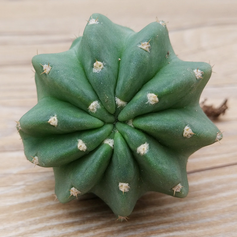 直播特价防辐射实生球粉短毛丸多植物会开花的多肉植物