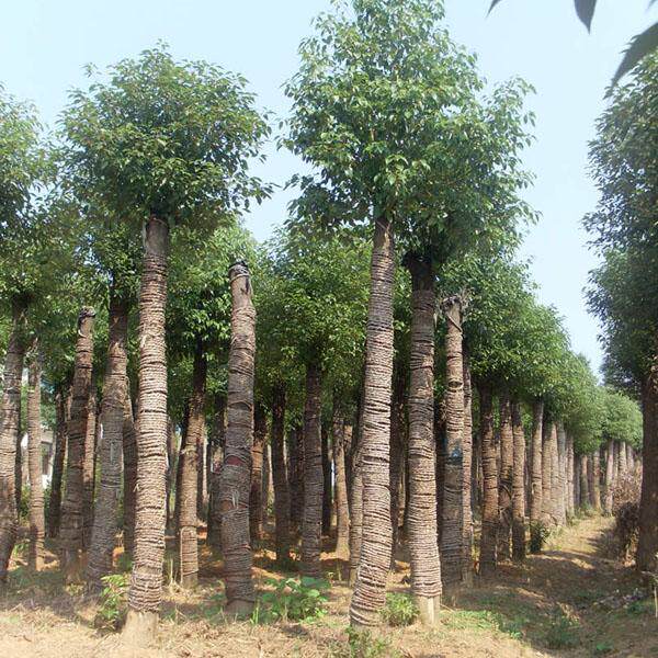 出售庭院绿植驱蚊好帮手香樟树树苗名贵树种很香行道树