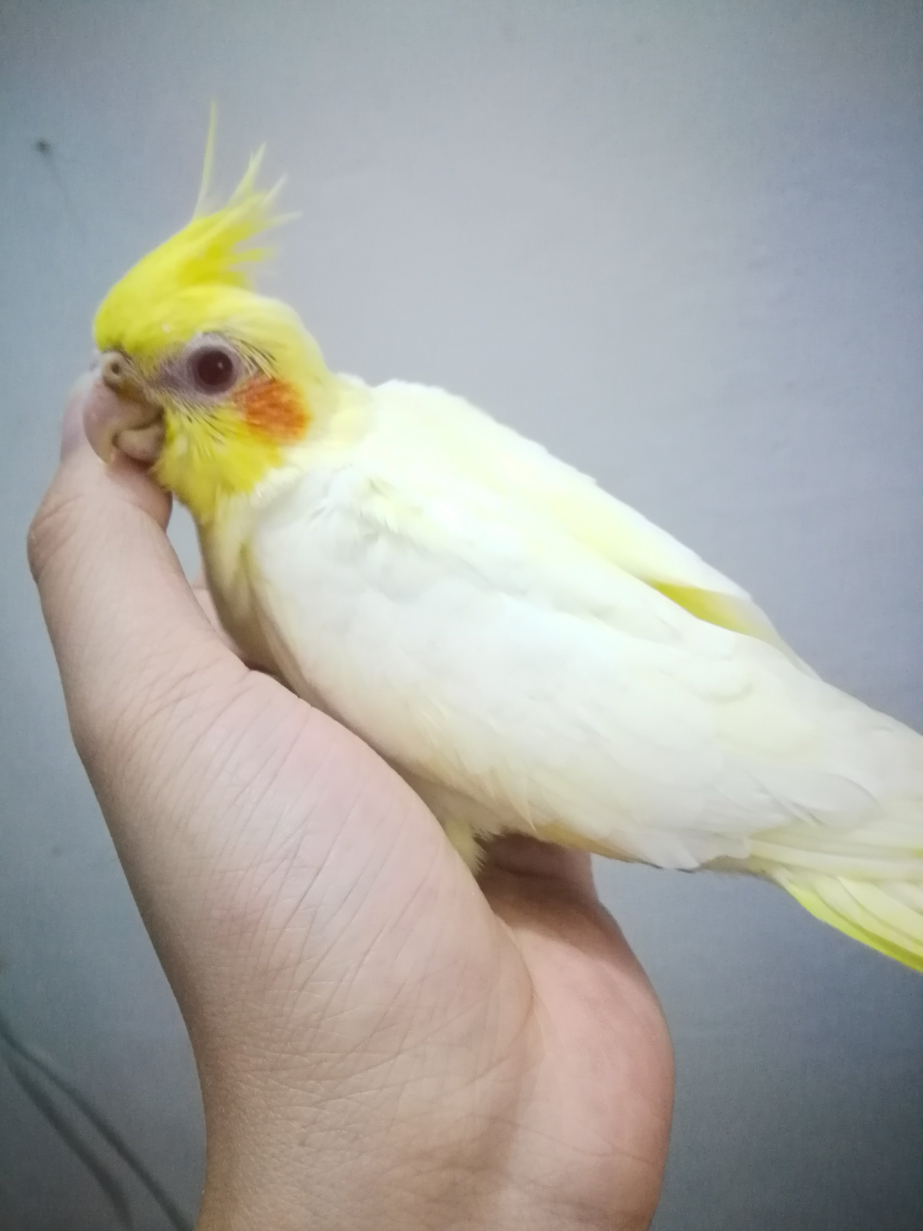 红脸黄化珍珠派特玄凤牡丹宠物鸟会吹口哨鹦鹉鸟