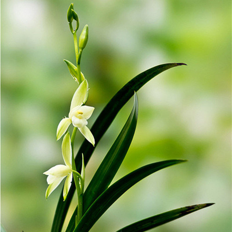 兰花白墨花苗好养墨兰企剑宽叶兰花花花卉盆栽时令草本花卉