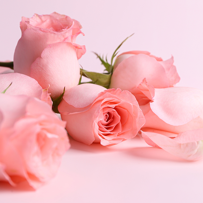 云南天然玫瑰新鲜真花花瓣粉色红色花朵花头鲜花速递(同城)