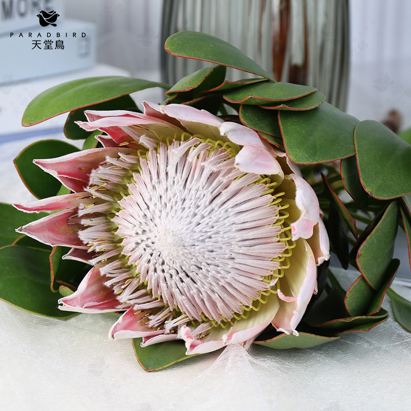 天堂鸟帝王花木百合公主针垫鲜花昆明明基地直鲜花速递(同城)