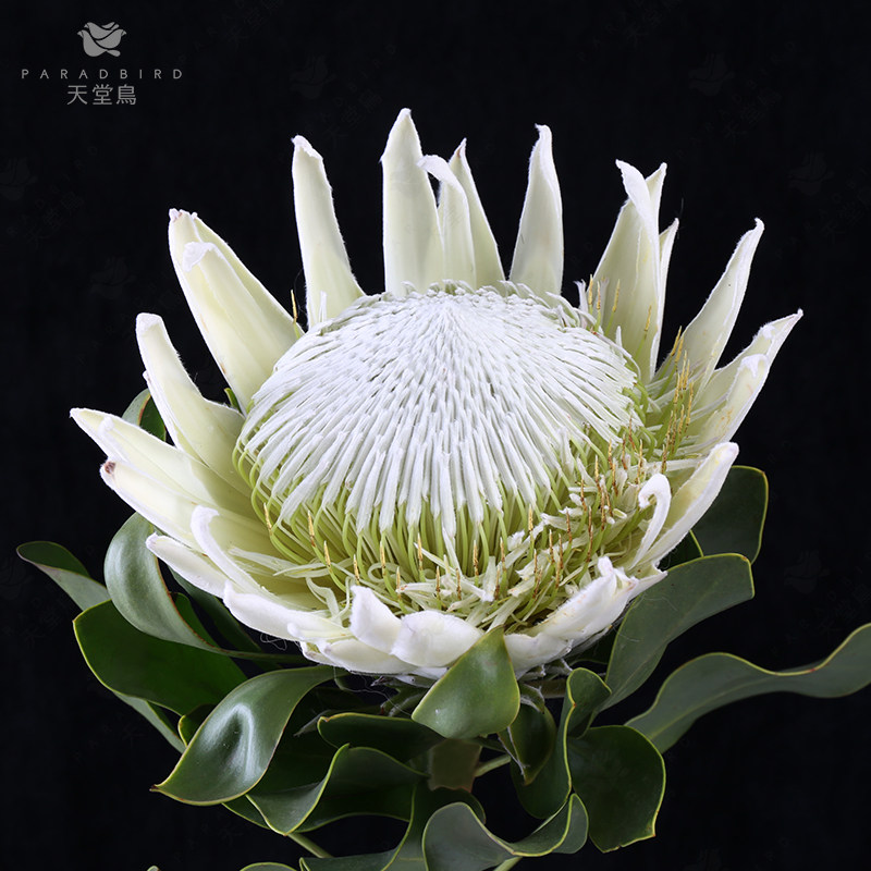 天堂鸟帝王花木百合公主针垫鲜花昆明明基地直鲜花速递(同城)